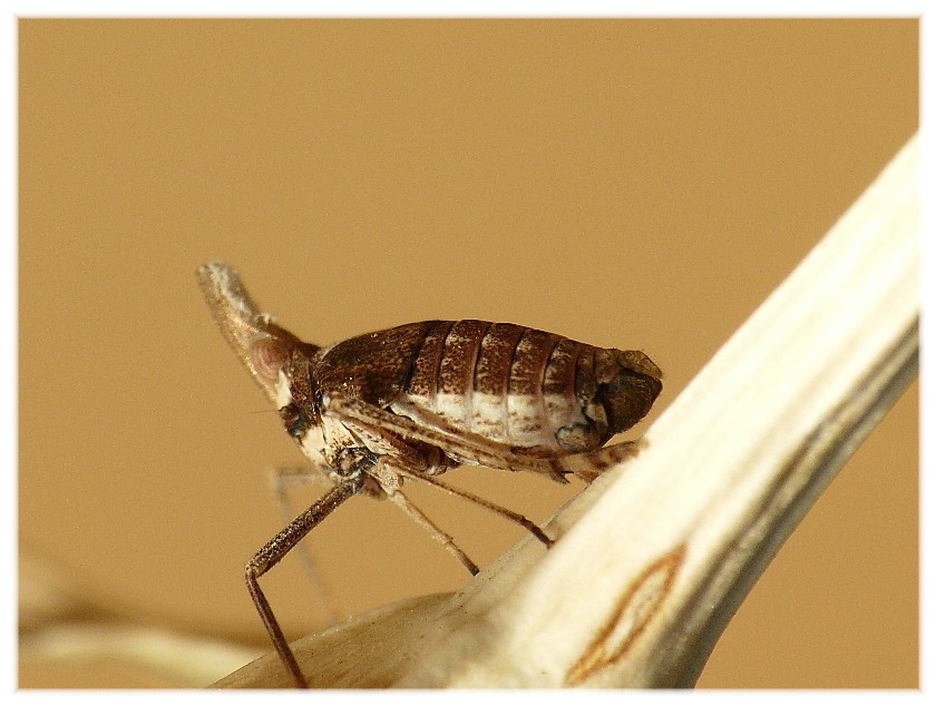 Bursinia cf. genei (Dictyopharidae)